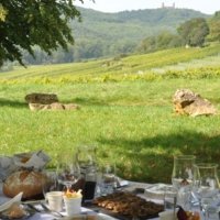 Local wine travel expert in Alsace, France